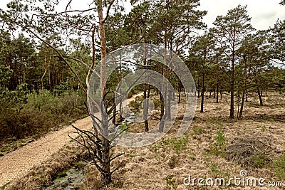 Hiking trail in a nature reserve in Lower Saxony, GErmany Stock Photo